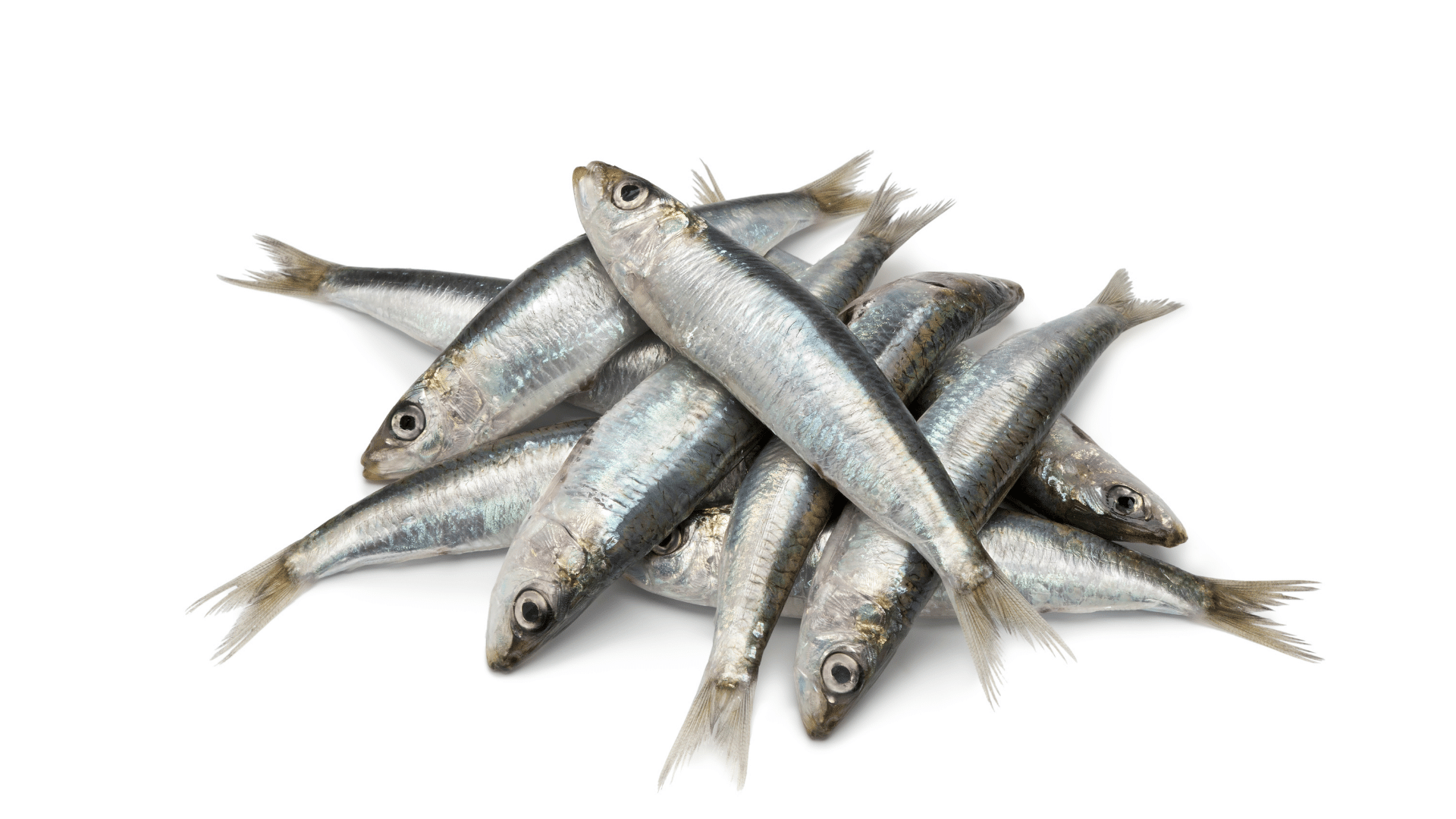 foto sardinas